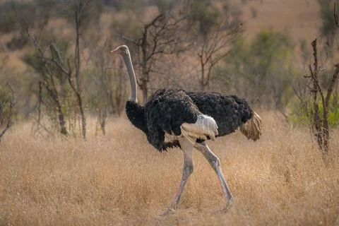 Male Ostrich striding purposefully Stock Photos