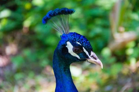 Male peacock-7 Stock Photos