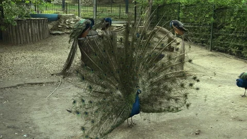 Male peacock displaying full tail fan outdoors in aviary with perched peafowl 库存影片 346083854