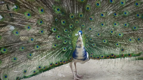 Male peacock displaying its fully spread iridescent tail feathers, vibrant green Stock Footage 336845600