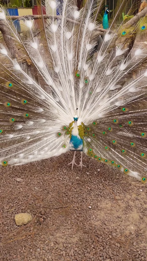 Male peacock displaying tail with partial white feathers Stock Footage 330882547
