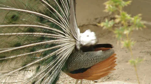 Male peacock Stock Footage 25495828