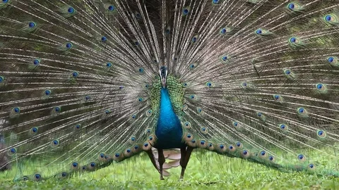 Male Peacock Vidéo 88797194