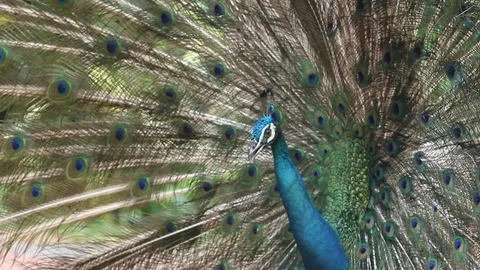 Male Peacock 库存影片 88797289