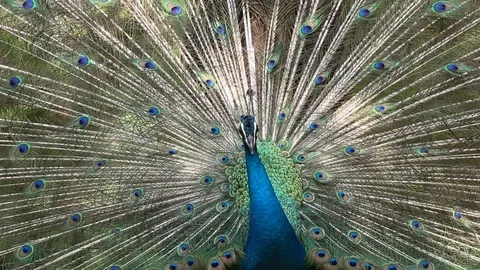Male Peacock Vídeo Stock 88798726