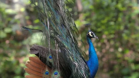Male Peacock Vídeo Stock 88798749