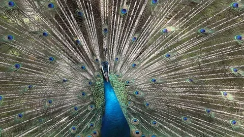 Male Peacock Stock-Footage 88798790