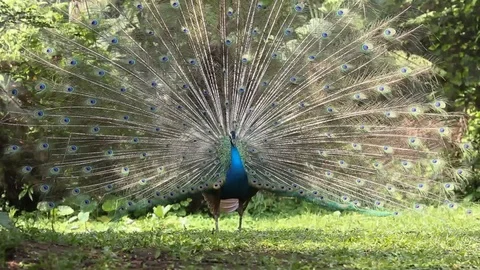 Male Peacock Видео 88799115