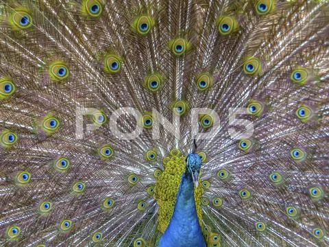 Male peacock with a loose tail, in artificial conditions of detention, Stock Photos