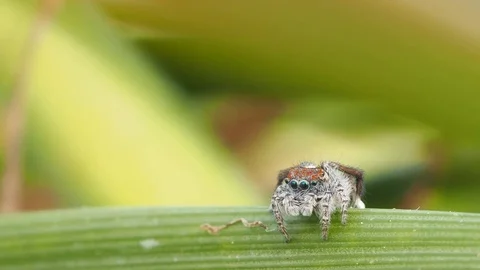 Male peacock spider waves legs around and flashes colour. Macro Stock Footage