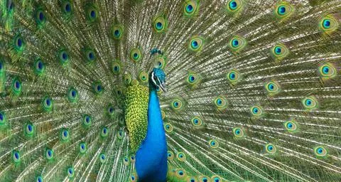 Male peacock spreading its gorgeous tail-feathers Stock Photos