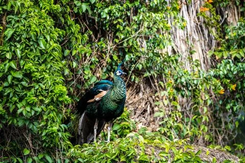 Male Peacock standing Stock Photos