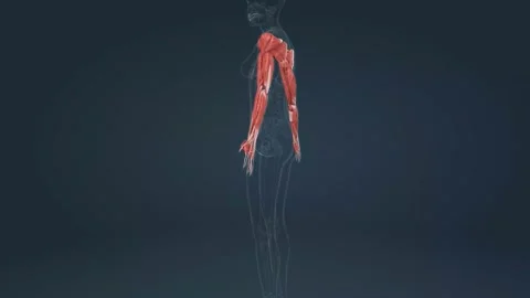 Latissimus Dorsi Stock Footage ~ Royalty Free Stock Videos | Pond5 Latissimus Dorsi Stock Footage ~ Royalty Free Stock Videos | Pond5