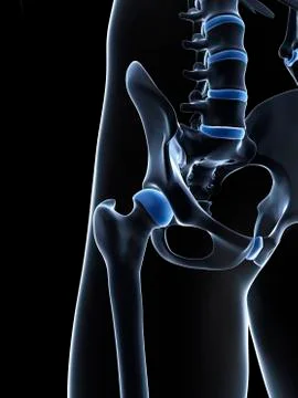 Male pelvis bones, artwork Stock Illustration