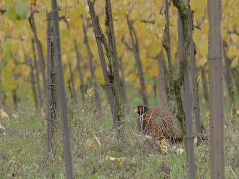 Male pheasant Crouching in the vineyard. Video stock 70485403