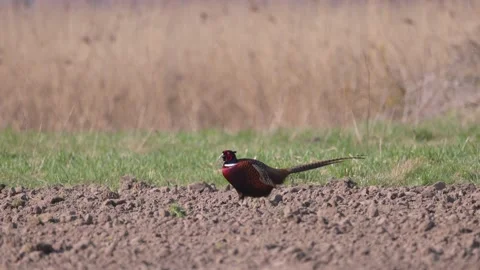 The male pheasant eats the worms on the field, 4K slomo Stock Footage 176196640