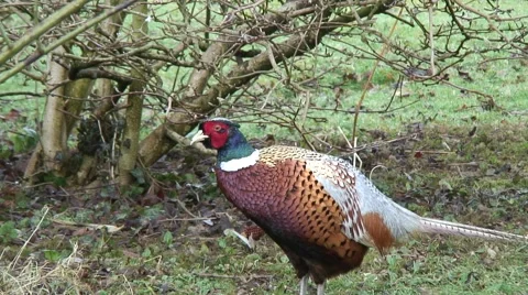 Male Pheasant in garden 19 Stock Footage