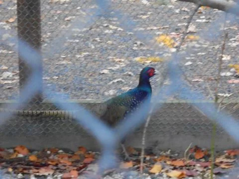 Male pheasant inside mesh aviary at urban forest facility in autumn Stock Photos