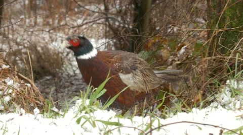 Male Pheasant (Phasianus colchicus) walking in the snow. Stock-Footage 47986380