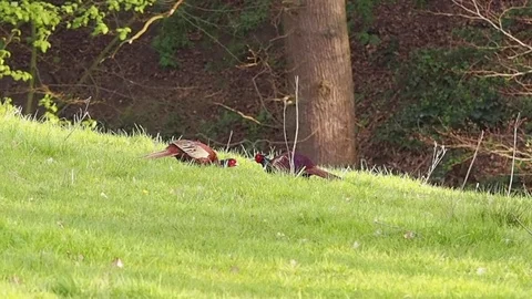 Male pheasants Stock Footage 74956282