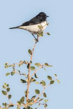 Male Picata Morph Variable Wheatear Perched on a Rock Stock Photos