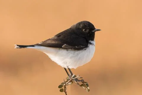 Male Picata Morph Variable Wheatear in a Confident Pose Stock-Fotos
