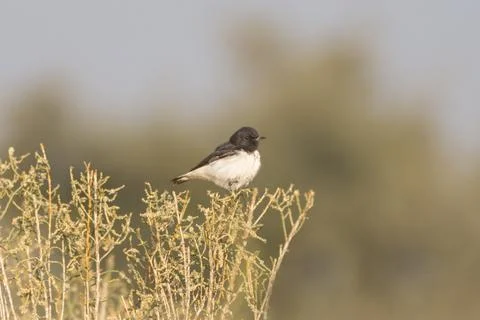 Male Picata Morph Variable Wheatear in a Natural Setting 스톡 사진