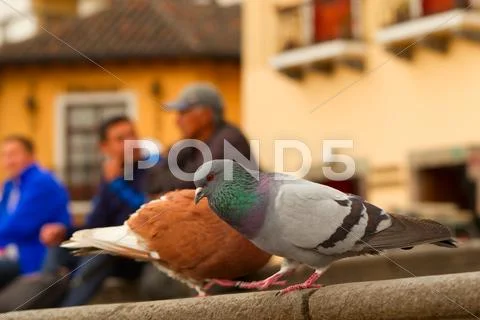 Male Pigeon On The Street Shallow Depth Of Field Humans In Background Stock Photos
