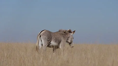 A male Plains Zebra walking while wagging its tail at dusk Vídeo Stock 310968122