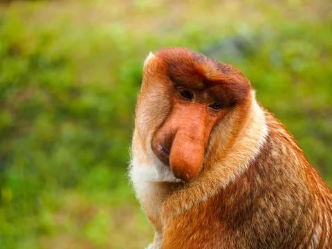 Male Proboscis Monkey, Borneo Malaysia Stock Photos