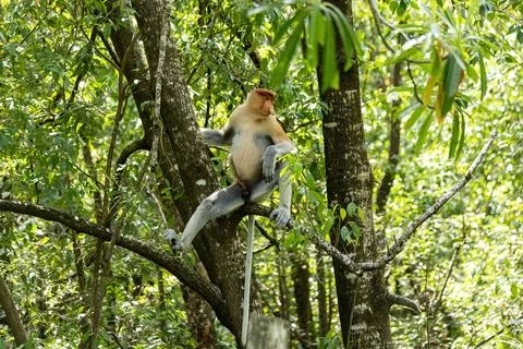 Male Proboscis Monkey in Borneo rainforest Sandakan Malaysia Stock Photos