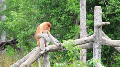 Male Proboscis Monkey Stock Footage 122709810