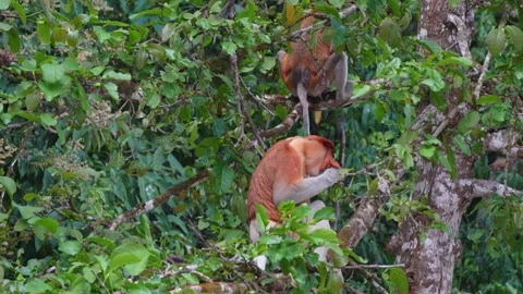 Male Proboscis Monkey Foraging and Eating Leaves in Borneo Canopy Stock Footage 337149317