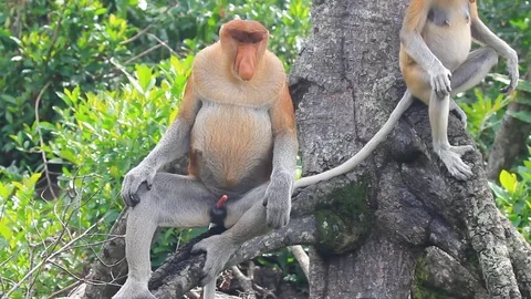 Male Proboscis Monkey manspreading Stock Footage 124449940