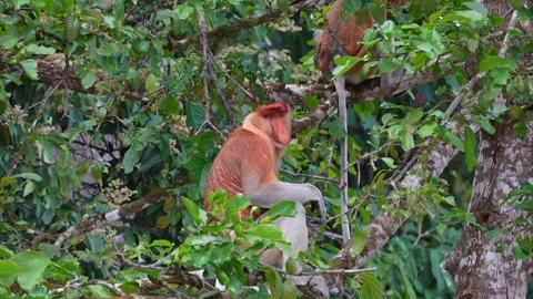 Male Proboscis Monkey Resting in Rainforest Canopy in Borneo Malaysia Stock Footage 337149327