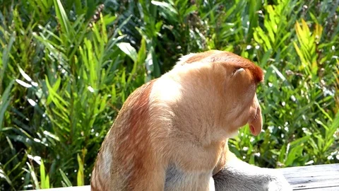 Male Proboscis monkey sitting in Labuk Bay, Sabah, Borneo, Malaysia Stock Footage 70064573