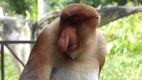 Male Proboscis monkey sitting in Labuk Bay, Sabah, Borneo, Malaysia Stock Footage 70066832