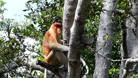 Male Proboscis monkey sitting on a tree in Labuk Bay, Sabah, Borneo, Malaysia Stock Footage 70058457