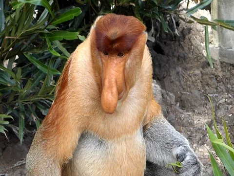 Male Proboscis monkey sitting on a tree in Labuk Bay, Sabah, Borneo, Malaysia Video stock 70060698