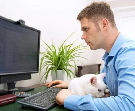 Male programmer working at pc computer with cat. Stock-Fotos
