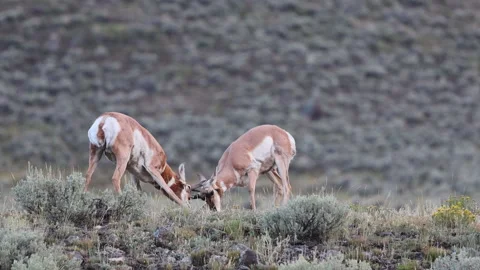 Male Pronghorns Sparring and Locking Horns on Prairie Ridge Stock Footage 344273301