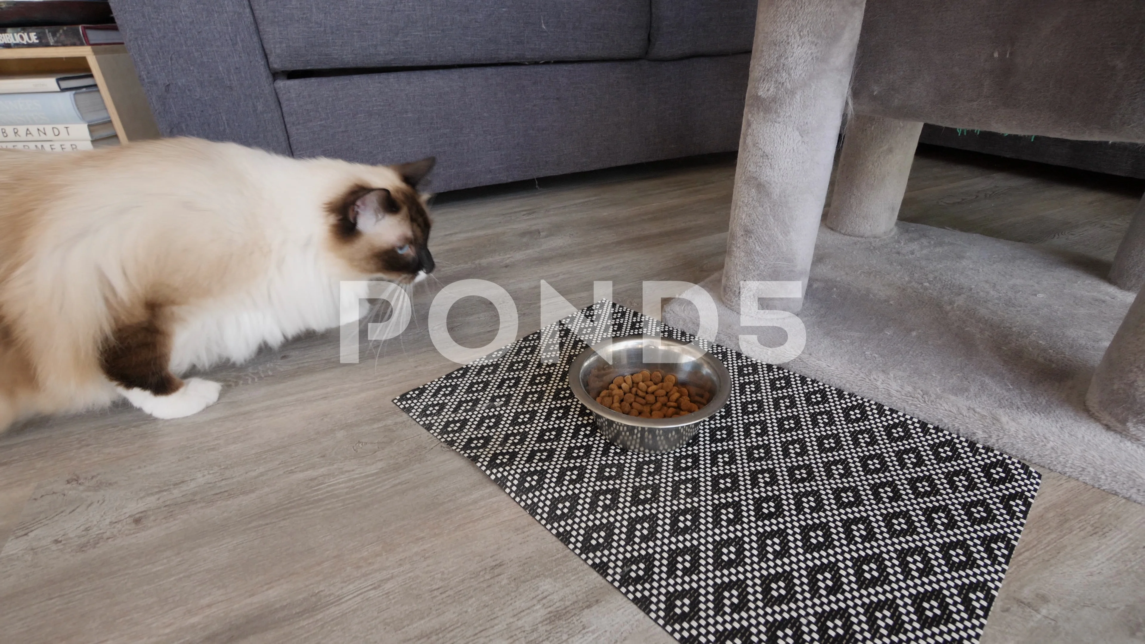 A male ragdoll birman cat eat cat food