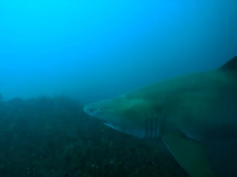 Male raggetooth shark swim by 1080p Stock Footage