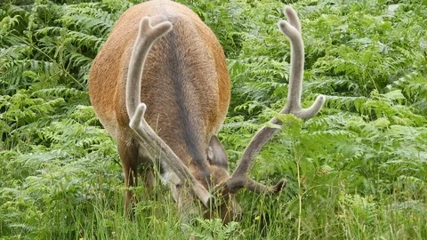 Male red deer (Cervo) while eating in Scotland 4K Video stock 106292042