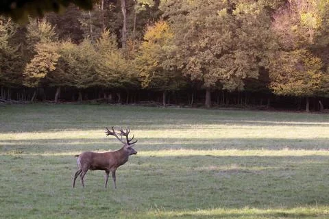 Male red deer in a forest clearing Male red deer in a forest clearing duri... Stock Photos
