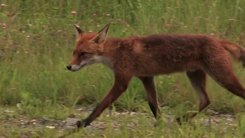 Male red fox passes by - wildlife - HD stock video Stock Footage 82313341