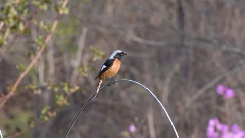 Male redstart perching Stock Footage 82920171