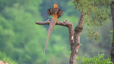Male Reeves's Pheasant Perched on Tree Branch with Long Striped Tail Vídeo Stock 330146471