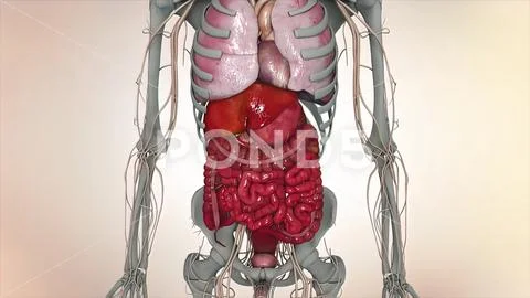 The male reproductive system. Anatomy of the Male Reproductive System