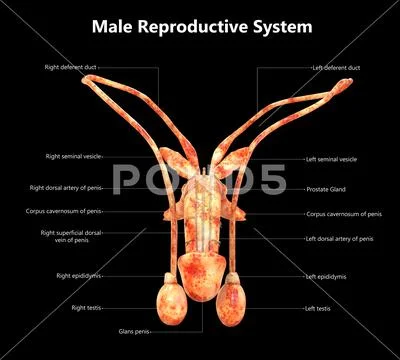 Male Reproductive System Described with Labels Anatomy ~ Clip Art